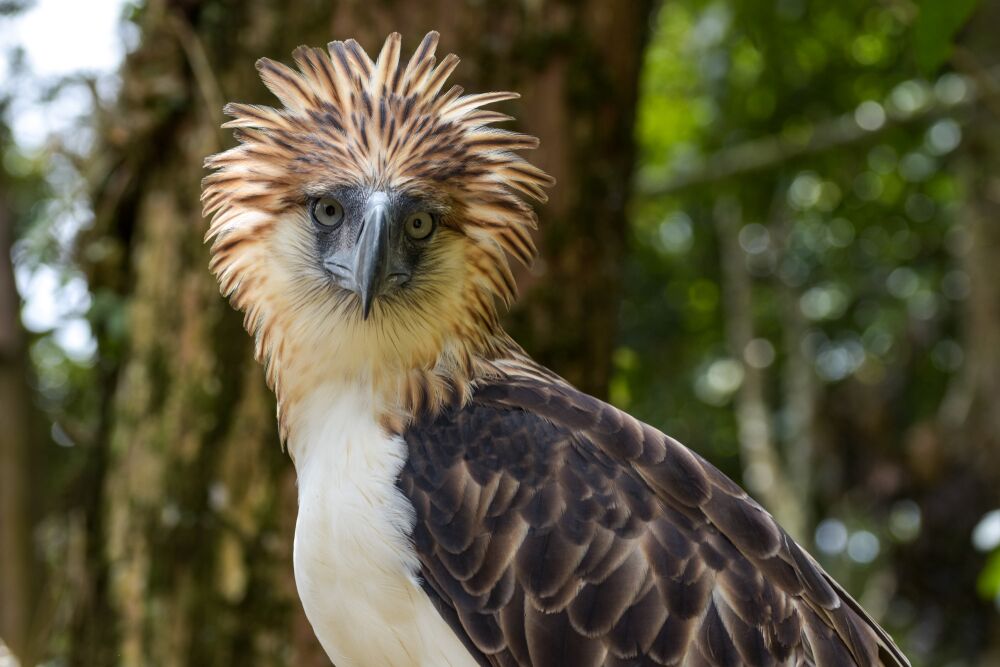 National Parks in Philippines | (Official GANP Page)